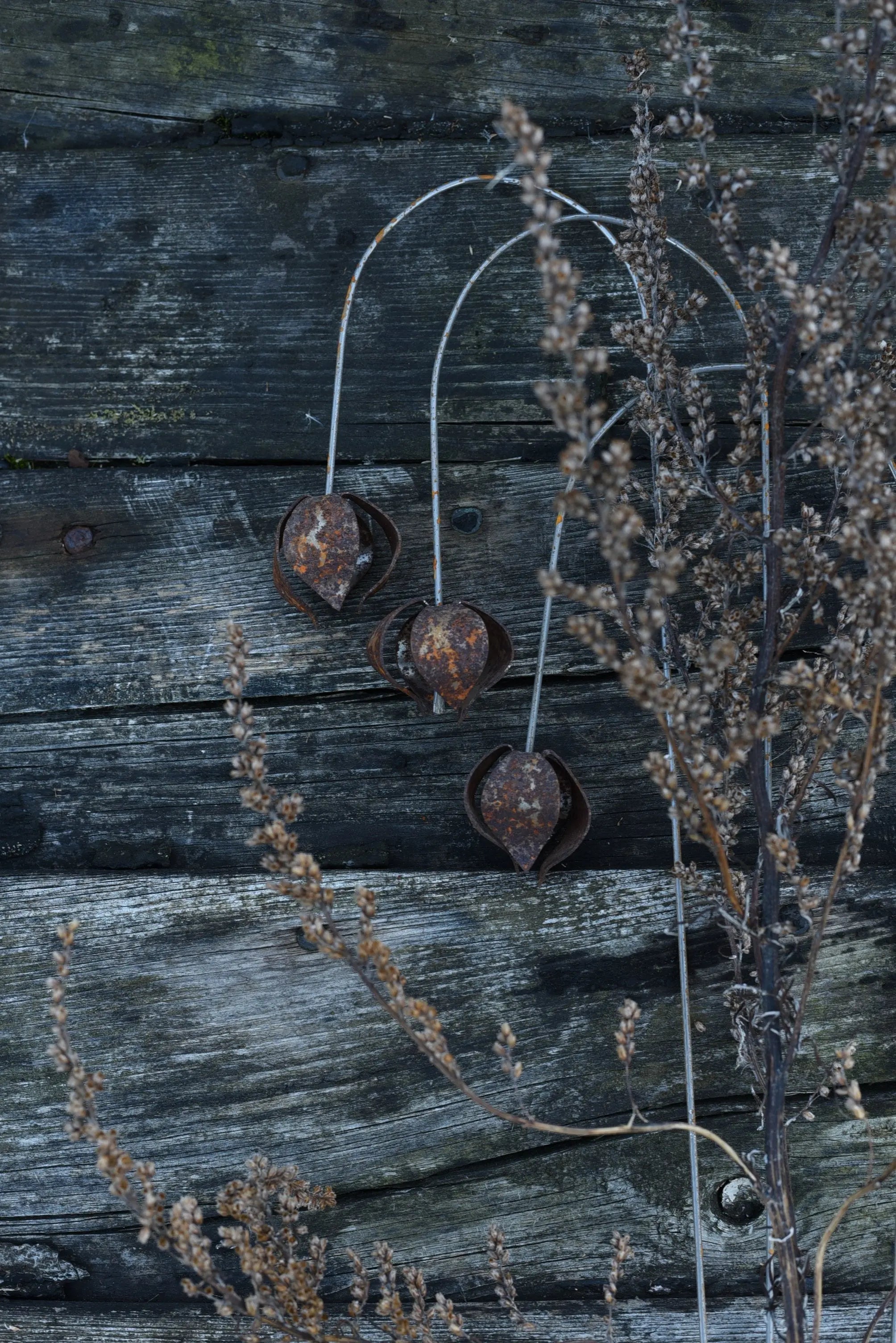 Bellflower- Berg Österdahl