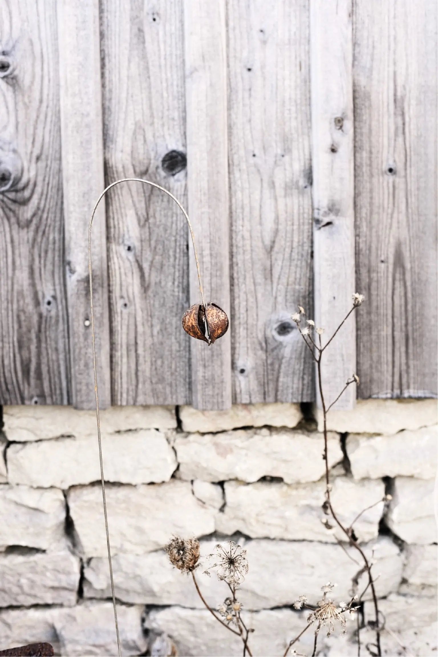 Bellflower- Berg Österdahl