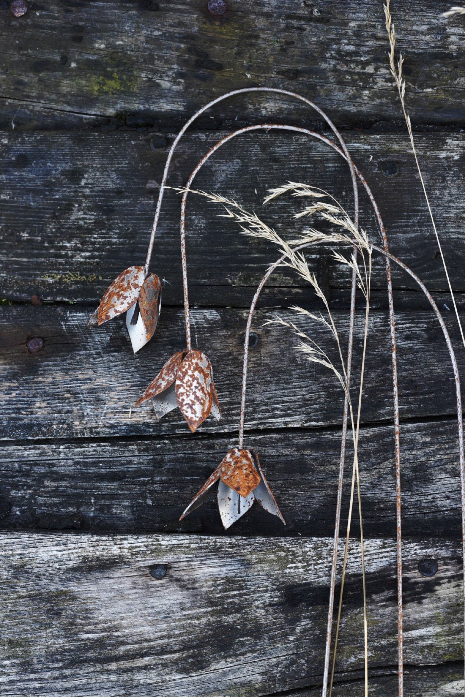 Ängsklocka av Berg Österdahl 