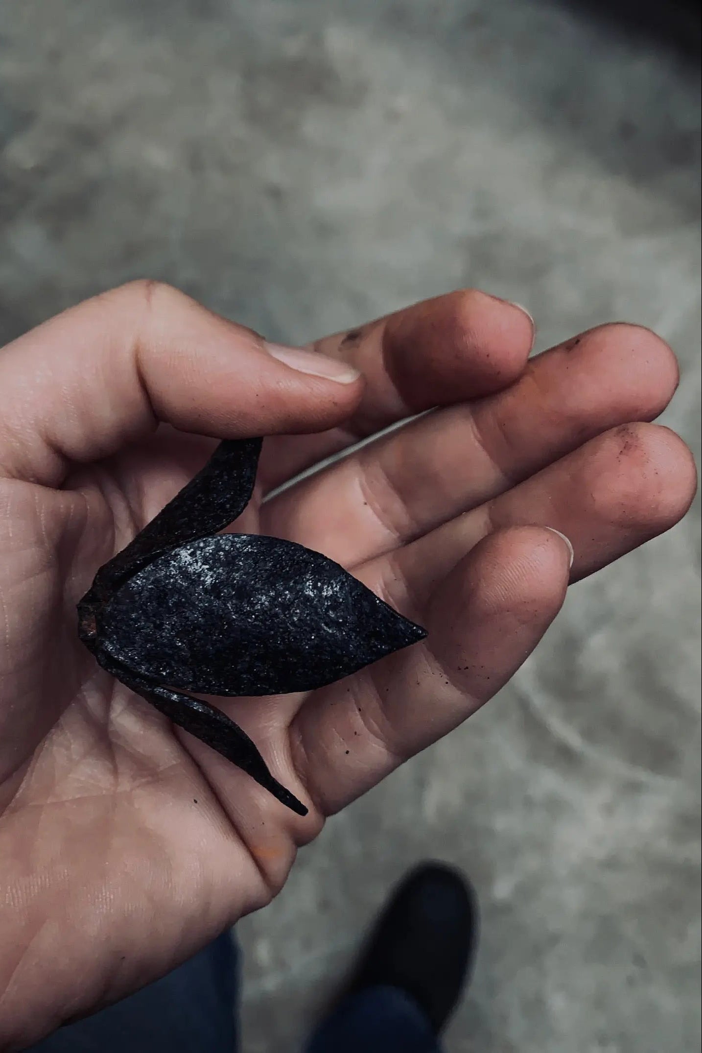 Process black RAMPION BELLFLOWER